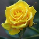 rosesthataregoldens avatar