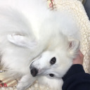 rosetintedaella avatar