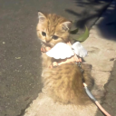 rosewaterandgilt avatar