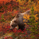 rosewoodconch avatar