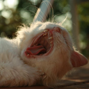 rosie-ohs-blog avatar