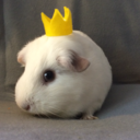 rosie-the-guineapig avatar