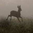 rosieauraskies avatar