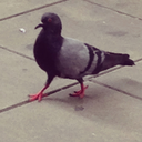 rosieinthecity avatar