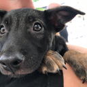 rosieretriever avatar