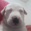 rosies-musings avatar