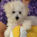 rosiethebichon avatar