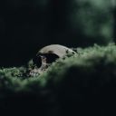 rosy-fingeredawn avatar