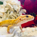 rosy-reptiles avatar