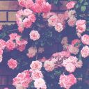 rosyadventure avatar