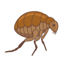 rotflea avatar