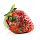 rotten-strawberryshake avatar