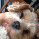 rottencat-blog1 avatar