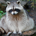 rottenraccoon avatar