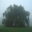 rotting-decepticon avatar