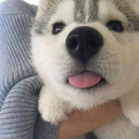 rottingemptysouls avatar