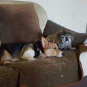 rottorgidadiv avatar