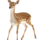 rottweilerangel avatar