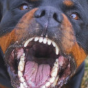 rottweilerbite avatar