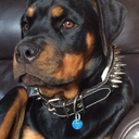 rougeau-maddie avatar