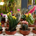 roundaboutthecauldron avatar