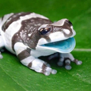 roundest-frog avatar