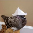 roundpigeon avatar