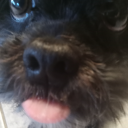 roverz-art-and-agere avatar