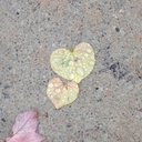 rowan-andthe-hyacinthtree avatar