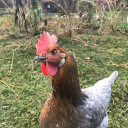 rowaroundtheworld avatar