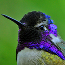 royal-hummingbird avatar