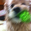 royal-night44 avatar