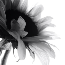 royal-sunflower avatar