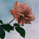 royalblood-yhell avatar