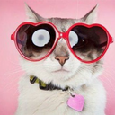 royalpoisonclub avatar