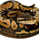 royalpython avatar