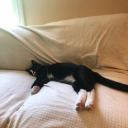 royaltynoless avatar