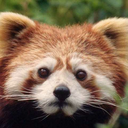 rpmemesorwhatever avatar