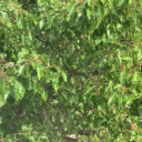 rrc-isnt-real avatar