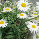 rubberduckie-rmd avatar