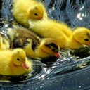 rubberduckyyouretheone avatar