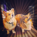 rubyandyogibear avatar