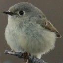 rubycrownedkinglet avatar