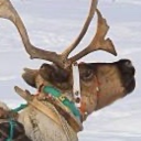 rudyreindeer avatar