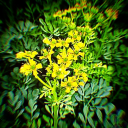 rueflower11 avatar