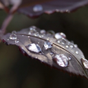 rugiadasessence avatar