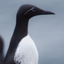 ruinousguillemot avatar