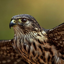 ruler-of-great-bird-house avatar