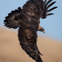 rulers-of-the-sky avatar