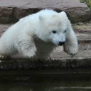 rumbleroarsbff avatar